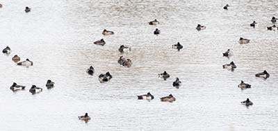 Greater Scaup (Aythya marila) [Kalvebod Fælled, Denmark]