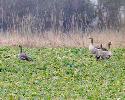 Greater White-fronted Goose (Anser albifrons) [Lergravene (St Magleby), Denmark]