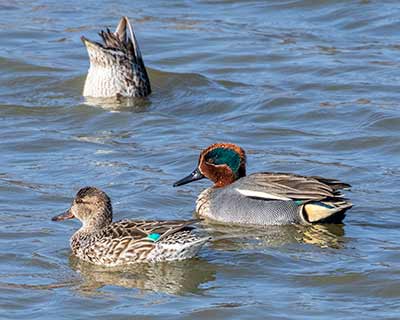 Green-winged Teal (Anas crecca) [Kalvebod Fælled, Denmark]