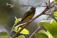 Greenish Elaenia (Myiopagis viridicata) [Bosque Los Colomos (Guadalajara), Mexico]