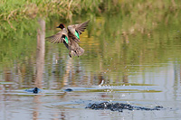 Green-winged Teal (Anas crecca) [Laguna Zapotlán (jal), Mexico]