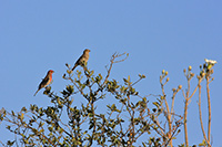 House Finch (Haemorhous mexicanus) [Cerro del muerto (agu), Mexico]