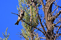 House Sparrow (Passer domesticus) [Parque Héroes (Aguascalientes), Mexico]