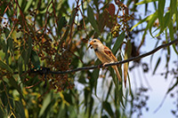 House Sparrow (Passer domesticus) [Campos el Molino (Aguascalientes), Mexico]