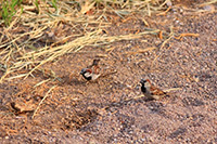 House Sparrow (Passer domesticus) [Aguascalientes (ciudad), Mexico]
