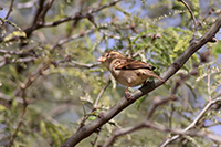House Sparrow (Passer domesticus) [León Zoo (gua), Mexico]