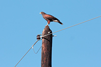 Harris's Hawk (Parabuteo unicinctus) [Presa Tubutama (son), Mexico]