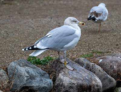 Herring Gull (Larus argentatus) [Christianshavn, Amager, Denmark]