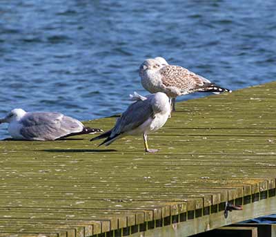 Herring Gull (Larus argentatus) [Søstjernen (Amager Strand), Denmark]
