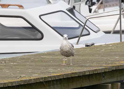 Herring Gull (Larus argentatus) [Søstjernen (Amager Strand), Denmark]