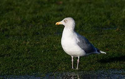 Herring Gull (Larus argentatus) [Amager Strandpark, Amager, Denmark]