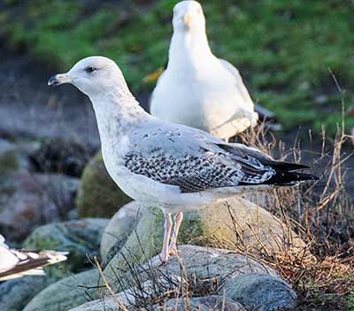 Herring Gull (Larus argentatus) [Christianshavn, Amager, Denmark]