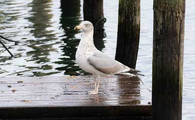Herring Gull (Larus argentatus) [Amager Strandpark, Amager, Denmark]