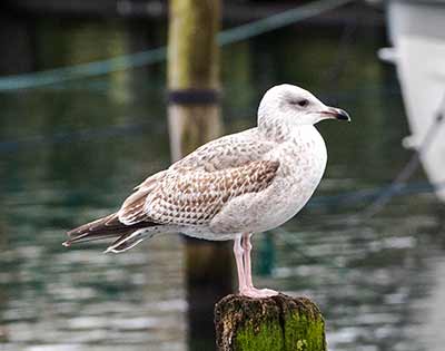 Herring Gull (Larus argentatus) [Dragør Havn, Denmark]