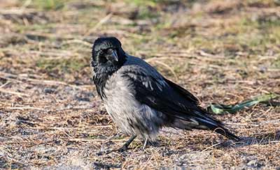 Hooded Crow (Corvus cornix) [Amager Strandpark, Amager, Denmark]