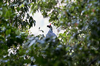 Horned Guan (Oreophasis derbianus) [Parque Natural El Triunfo (chp), Mexico]