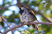 House Sparrow (Passer domesticus) [Mazatlán (sin), Mexico]