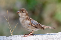 House Sparrow (Passer domesticus) [Bosque Los Colomos (Guadalajara), Mexico]