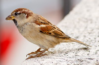 Italian Sparrow