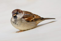 Italian Sparrow