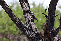 Ladder-backed Woodpecker (Dryobates scalaris) [Presa Rodriguez, Aguascalientes (Agu), Mexico]