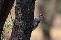 Ladder-backed Woodpecker (Dryobates scalaris) [Campos el Molino, Aguascalientes, Aguascalientes (Agu), Mexico]