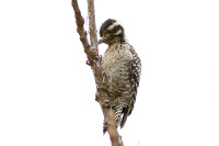 Ladder-backed Woodpecker (Dryobates scalaris) [Parque Los Colomos, Guadalajara, Jalisco (Jal), Mexico]