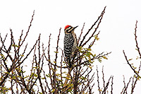 Ladder-backed Woodpecker (Dryobates scalaris) [Presa Calles, Sierra Fría, Aguascalientes (Agu), Mexico]