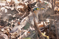 Lesser Ground-Cuckoo