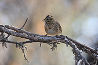 Lincoln's Sparrow (Melospiza lincolnii) [Campos el Molino (Aguascalientes), Mexico]