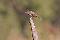 Lincoln's Sparrow (Melospiza lincolnii) [Arroyo El Trapiche (col), Mexico]