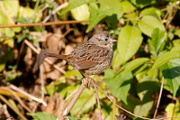 Lincoln's Sparrow (Melospiza lincolnii) [Las Joyas (Manantlán - jal), Mexico]