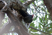Lineated Woodpecker (Dryocopus lineatus) [Estero Palo Verde (El Tortugario - col), Mexico]