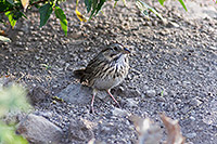 Lincoln's Sparrow (Melospiza lincolnii) [Camino El Chanal (Colima), Mexico]