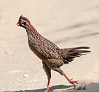Long-tailed Wood-Partridge