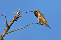Lucifer Hummingbird (Calothorax lucifer) [Arroyo Las Pilas (jal), Mexico]