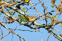 Lucy's Warbler (Leiothlypis luciae) [Monteón (nay), Mexico]