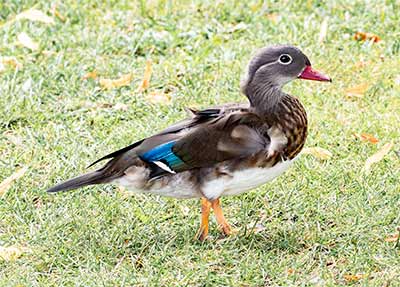 Mandarin Duck (Aix galericulata) [Tømmerupvej (Tårnby), Denmark]