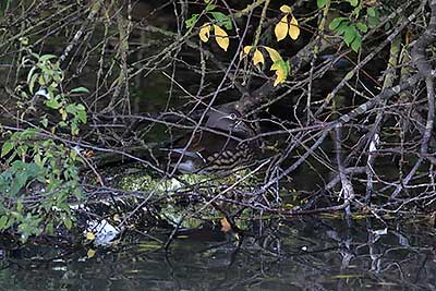 Mandarin Duck (Aix galericulata) [Tømmerupvej, Amager, Denmark]