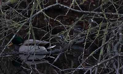 Mandarin Duck (Aix galericulata) [Dragør Havn, Amager, Denmark]