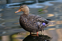 Mexican Duck
