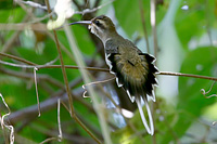 Mexican Hermit