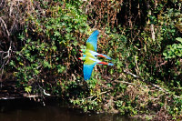 Military Macaw (Ara militaris) [Barranca de Oblatos-Huentitán (jal), Mexico]