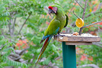 Military Macaw (Ara militaris) [Rancho Primavera (El Tuito - jal), Mexico]
