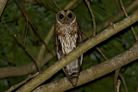 Mottled Owl (Strix virgata) [Rancho Primavera (El Tuito - jal), Mexico]