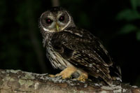 Mottled Owl (Strix virgata) [Carretera Pánuco (sin), Mexico]