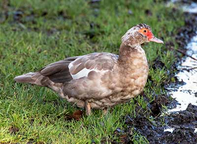 Muscovy Duck (Domestic type) (Cairina moschata (Domestic type)) [Tømmerupvej (Tårnby), Denmark]