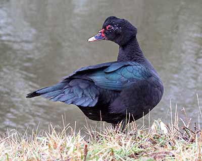 Muscovy Duck (Domestic type) (Cairina moschata (Domestic type)) [Tømmerupvej (Tårnby), Denmark]