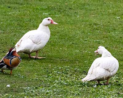 Muscovy Duck (Domestic type)