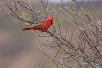 Northern Cardinal (Cardinalis cardinalis) [Cerro del muerto (agu), Mexico]